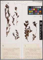 Foto von Salix cinerea L.